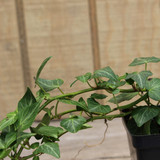 Ivy 4 - 4.5"