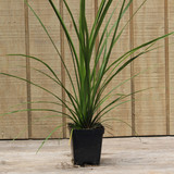 Dracaena Spike