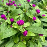 Gomphrena 6"