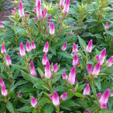 Celosia 8" | 'Intenz'