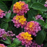Lantana 4.5"