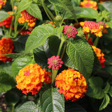Lantana 4.5"