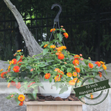 Lantana 10" | Red