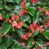 Dragon Wing Begonia 10" | Red