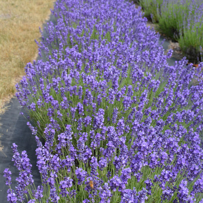 photo courtesy of NetPS Plant Finder