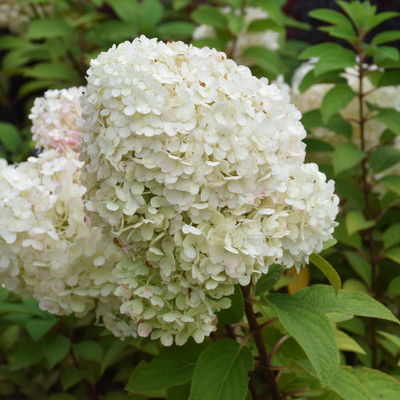 photos courtesy of NetPS Plant Finder
