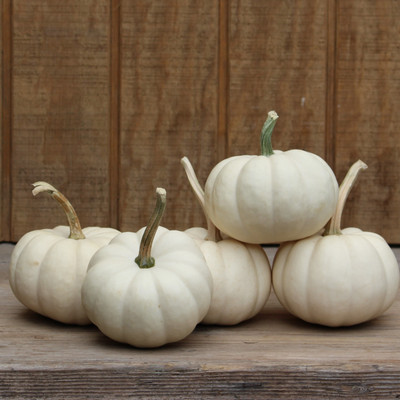 Baby Boo Gourds