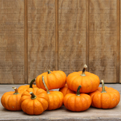 Jack - B - Little Gourd
