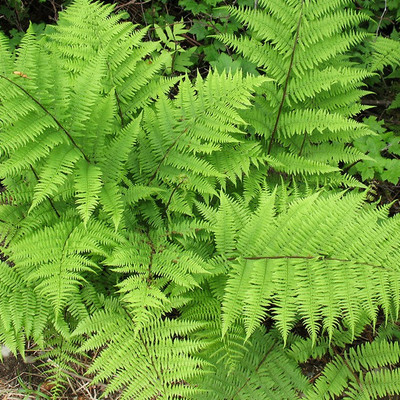Lady Fern