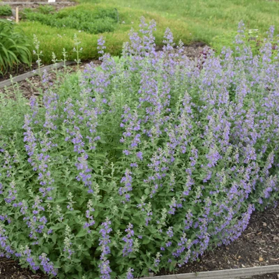 photos courtesy of NetPS Plantfinder