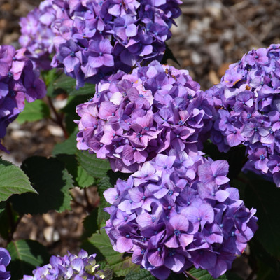 photos courtesy of NetPS Plant Finder