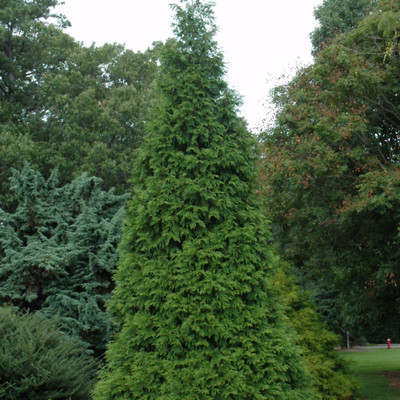photos courtesy of NetPS Plant Finder