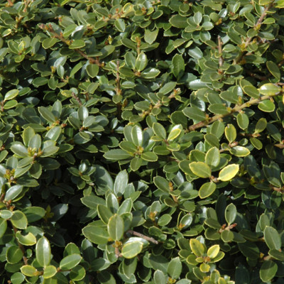photos courtesy of NetPS Plant Finder