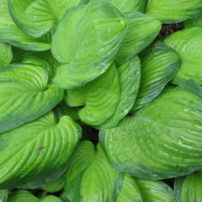 photo courtesy of NetPS Plant Finder