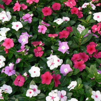 Flowering Vinca 6"