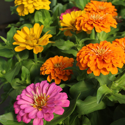 Zinnia 6" | Magellan