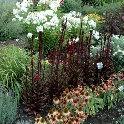 photos courtesy of NetPS Plantfinder