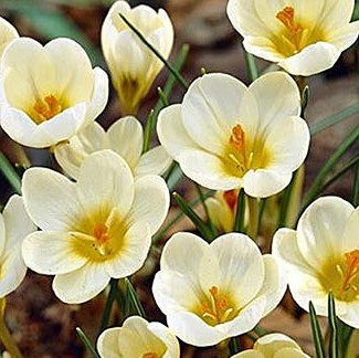 Crocus Bulb 15pk | Cream Beauty