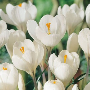 photo courtesy of Netherland Bulb Company