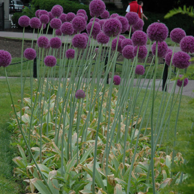 photo courtesy of NetPS Plant Finder