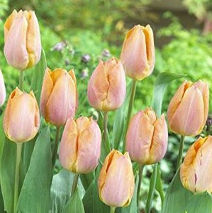 Tulip Bulb 7pk | Salmon Prince