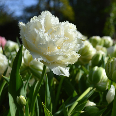 Tulip Bulb 8pk | Snow Crystal