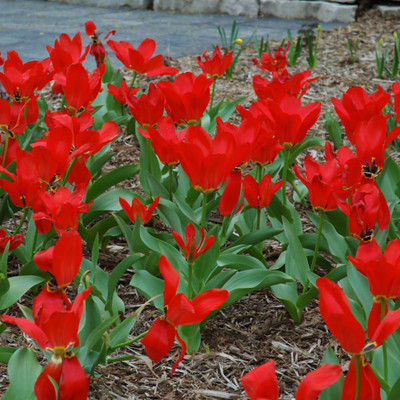 photo courtesy of NetPS Plant Finder