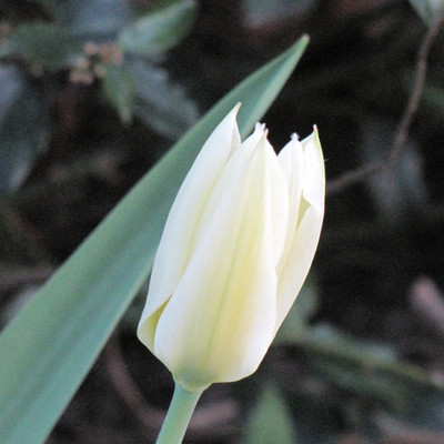 photo courtesy of NetPS Plant Finder