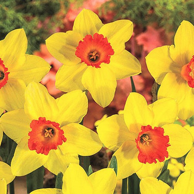 Narcissus Bulb 16pk | Red Devon