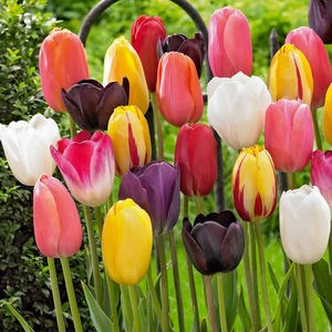 Tulip Bulb 16pk | Single Late Mix