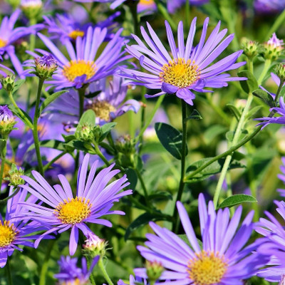 Aster 4.5"