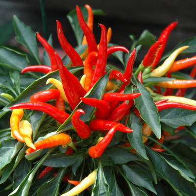 photo courtesy of NetPS Plant Finder