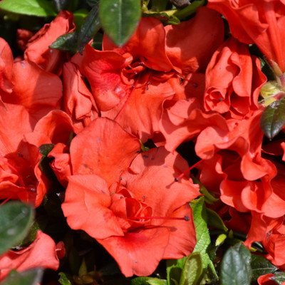 photos courtesy of NetPS Plantfinder
