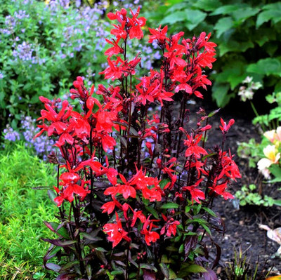 photo by Perennial Resource