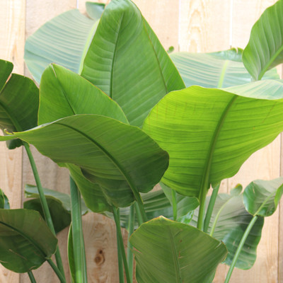 Bird of Paradise