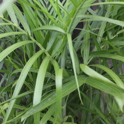 Palm | Bamboo