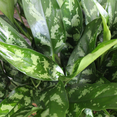 Aglaonema | Emerald Beauty