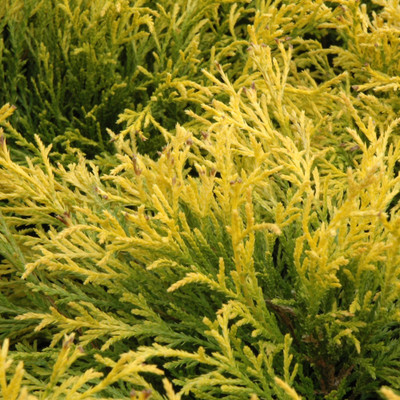 photos courtesy of NetPS Plant Finder