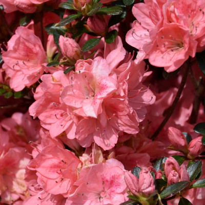 photos courtesy of NetPS Plantfinder