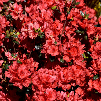 photos courtesy of NetPS Plantfinder