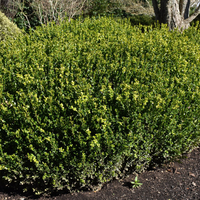 photos courtesy of NetPS Plant Finder