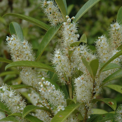 photos courtesy of NetPS Plant Finder