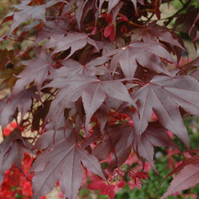 photos courtesy of NetPS Plant Finder