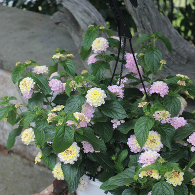 Lantana 10" | Pink