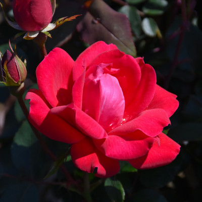 photos courtesy of NetPS Plant Finder