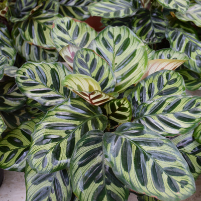 photos courtesy of NetPS Plant Finder