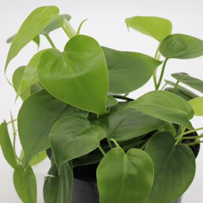 Philodendron | Heartleaf