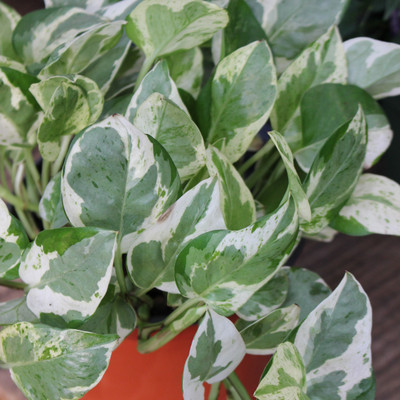 Pothos | Pearls & Jade