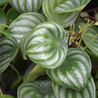 image courtesy of NetPS Plant Finder