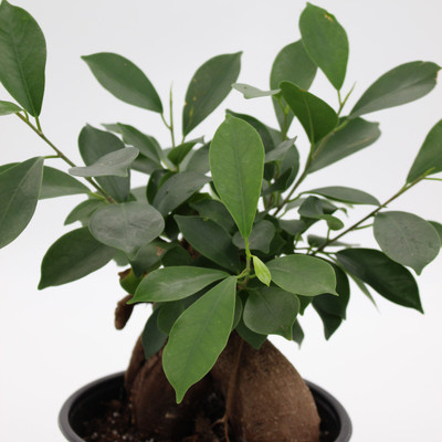 Ficus | Ginseng